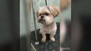 Груминг шитцу.Стрижка для Барни.