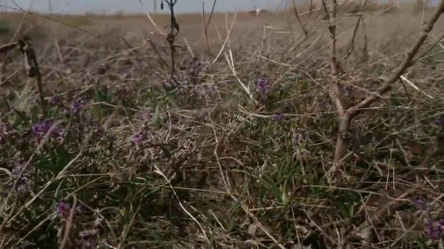 [Species Highlight] Ledebouria minima (Asparagaceae) смотреть онлайн