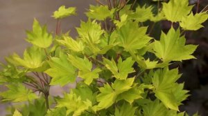 ДЕКОРАТИВНЫЙ САД В КОНЦЕ ИЮНЯ