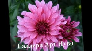 Цветущие георгины в саду  Названия и Фото