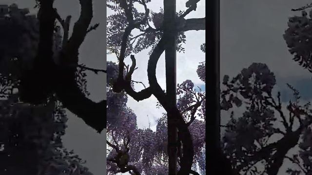 Цветение Глицинии в саду Замка Йохансберг смотреть онлайн