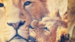 Львы львицы и их львята! Защита и лутшые моменты:)