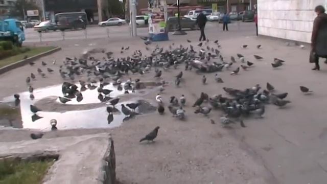 Pigeons - Голуби смотреть онлайн
