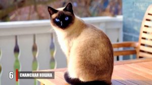 Самые умные кошки в мире