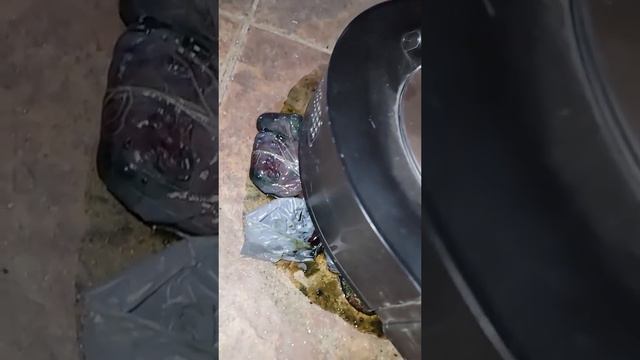 TATSU THE IMMORTAL DRAGON VS ROOMBA смотреть онлайн