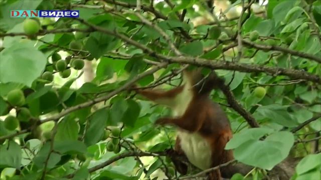 белка ест орехи на дереве в парке смотреть онлайн