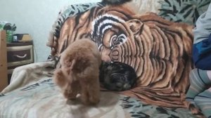 Щенок карликовый пудель  Файер 5 мес, красного окраса.