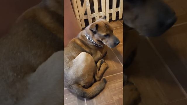 Собака на передержке. Фрязино. смотреть онлайн