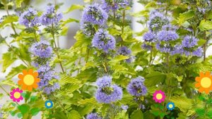 Кариоптерис кландоненский Хинт оф Голд. Обзор caryopteris clandonensis Hint of Gold (Lisaura)