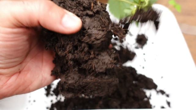 🍓 Cómo cuidar Plantas de FRUTILLAS Compradas смотреть онлайн