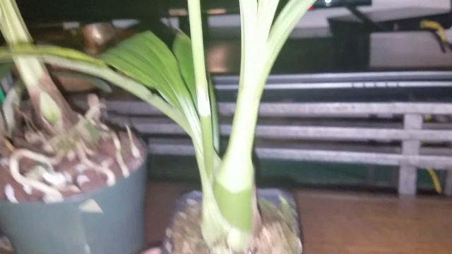 GCOS orchid show haul ! 2018 смотреть онлайн