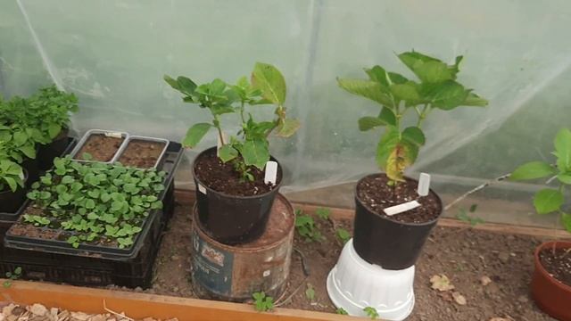 Теплица. Пеларгония. Гортензия макрофила. смотреть онлайн