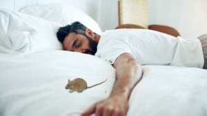 Тушда Сичкон курса | Tushda Sichqon ko'rsa