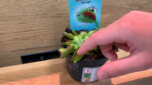 Вене́рина мухоло́вка — вид хищных растений из монотипного рода Дионея семейства Росянковые. смотреть онлайн