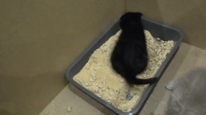 Котята маленькие кушают сами. Как приучить котят к лотку?