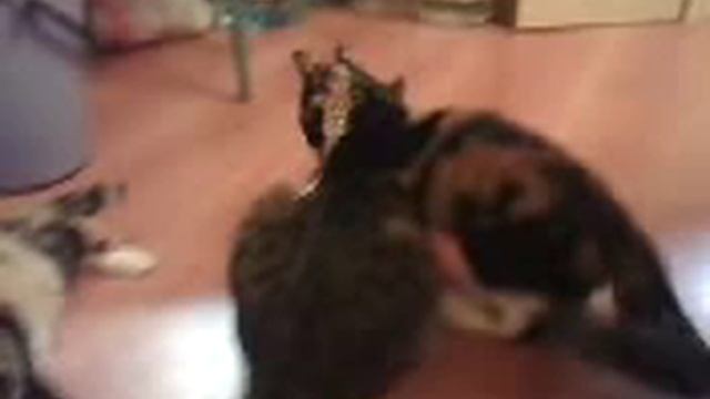 Котёнок кусает тётю!!!