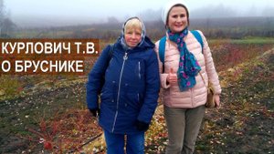 Выращивание брусники. Тульская ягода.