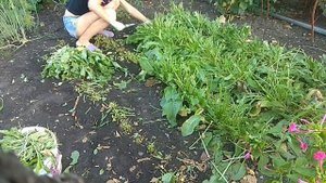 Щавель на зиму.Зеленый борщ.Консервированный щавель.Заготовка щавеля на зиму.Зелень на зиму..mp4