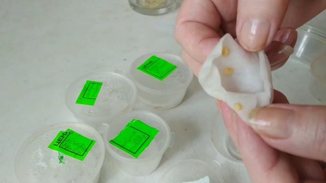 Янтарная кислота ,как стимулятор прорастания семян.Правда или миф?Результат замачивания семян . смотреть онлайн