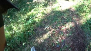 Шишкари ТОМСК - как зарабатывают на кедровых орехах