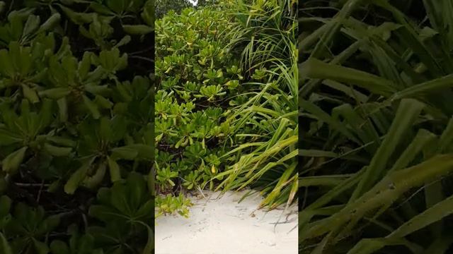 Plumeria beach part 2 video,،M Shayan Jutt смотреть онлайн