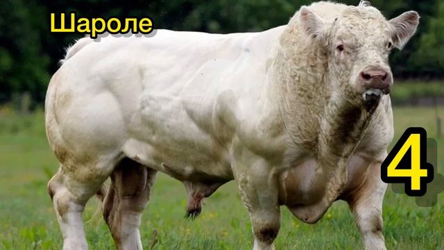 Лучшие быки для откорма смотреть онлайн