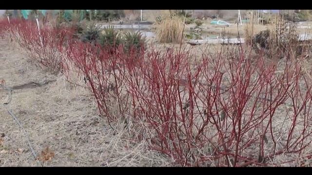 Живая изгородь - дерен СИБИРИКА смотреть онлайн