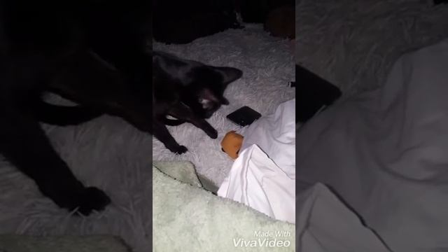 Поймали лису смотреть онлайн