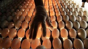 Инкубация индоуток