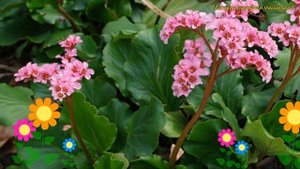 Бадан сердцелистный. Краткий обзор, описание характеристик, где купить саженцы bergenia cordifolia