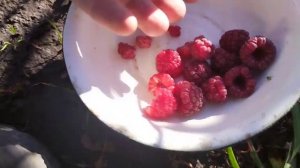 сбор малины в октябре.