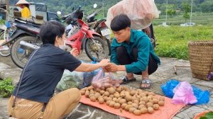 Harvest Sapodilla, Go to market to sell, My daily life, Forest life