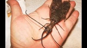 НАСЕКОМЫЕ   ХИЩНИКИ  INSECTS   PREDATORS