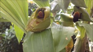 2 Pollinisateurs d'orchidées en Guyane