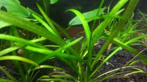 Борьба с водорослями в креветочнике