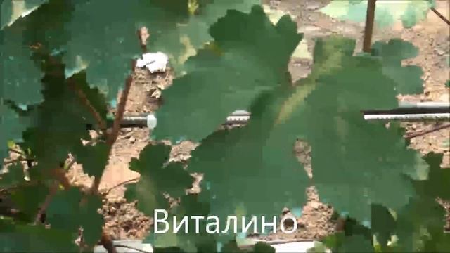 Виталино
