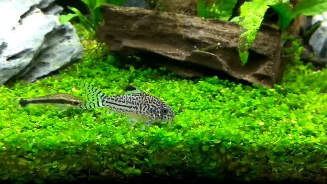 Corydoras Trilineatus on Aquascape смотреть онлайн