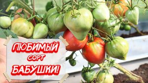 На этих сортах томатов море! Лучшие раннеспелые томаты. Вызревают даже на севере.