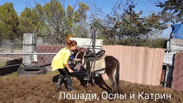 put on a WESTERN SADDLE on a donkey for the FIRST time ? || Horses, Donkeys and Katrin смотреть онлайн
