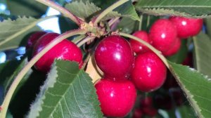 Sweet Ariana Cherries 2022 **new variety**(read description for variety info)