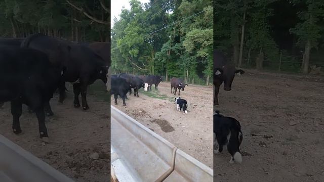 Twitt the Cowdog backing down cattle.  Border Collies are amazing!