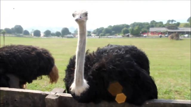 Почему молодоженам лучше не кормить страусов смотреть онлайн