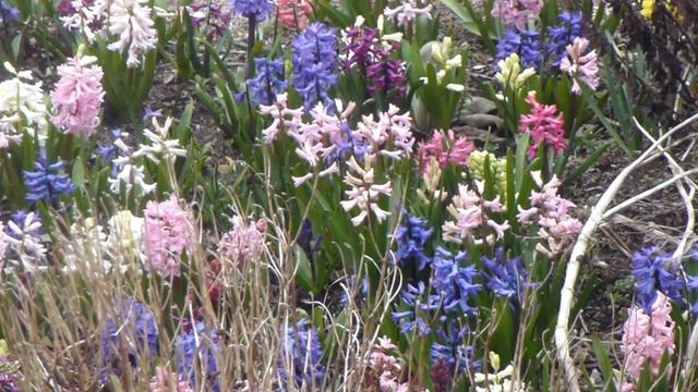 Hyacinth - Goðaliljur - Hyasintur - Laukplöntur - Garðyrkja смотреть онлайн