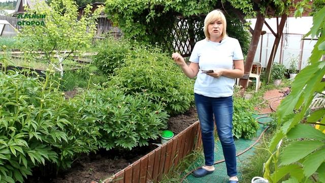 Подкормка ПИОНОВ во время БУТОНИЗАЦИИ! Советы от ЗЕЛЕНОГО ОГОРОДА!