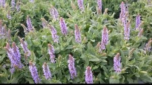 Best Perennials, Salvia 'Blue Hill' (Meadow Sage)