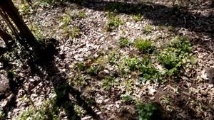 Змеи в Измайловском лесу