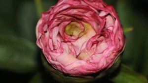 Peony Pink Cotton Candy / Пион Пинк Коттон Кэнди