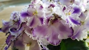 ЛЕ-Есения СОРТОВАЯ ФИАЛКА