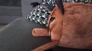 ШЛËПА зделайте реакцию пж! ??????❤????? #блоптоп