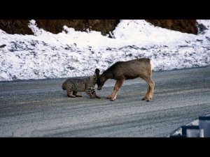 РЫСЬ В ДЕЛЕ... На что способна эта большеногая, ловкая и быстрая кошка!